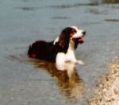 Pes v Lipenské přehradě:-)